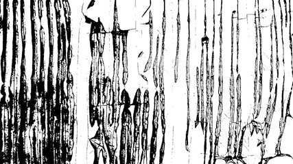 Vector grunge texture. Old painted wooden door. Vector illustration.