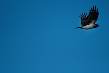 The crow flies.Blue sky in the background.