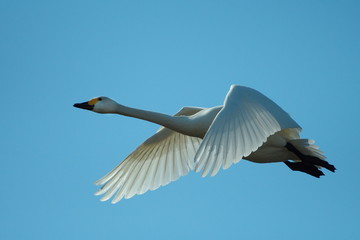 Flying swans.Group of white swans take off.