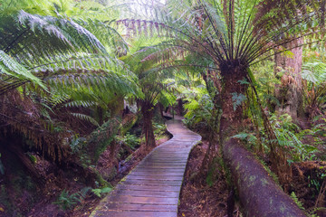 Maits Rest Rain forest walk