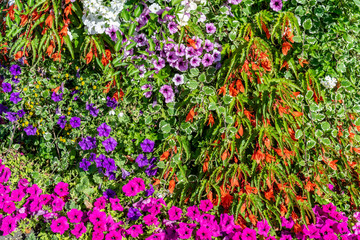Multicolored bright floral background. Many summer garden flowers in the flowerbed.