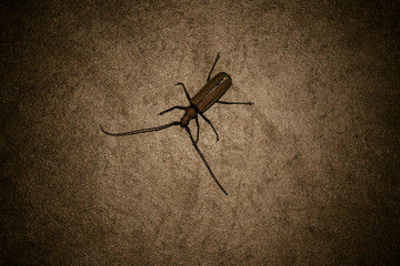 Long mustache beetles on the wood grain background