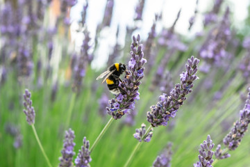landscape with lavender in the summer garden. A bumblebee on a blossoming lavender.  
