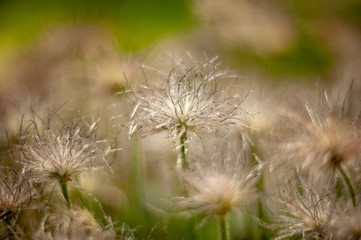 Pulsatilla patens seeds drops.Beautiful plants from the botanical garden for the catalog. Natural lighting effects. Shallow depth of field. Selective focus, handmade art of nature. Flower landscape