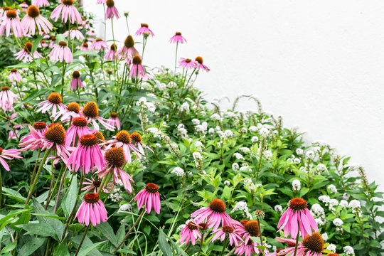Closeup meadow flowers for summer garden background. White background with flowering herbs and free space for text. 