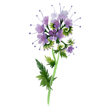 Purple phacelia floral botanical flower. Watercolor background illustration set. Isolated phacelia illustration element.
