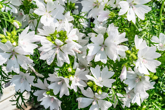 Lavatera Thuringiaca closeup. Summer floral background with white flowers and green leaves. Summer flowers lit by the sun. 