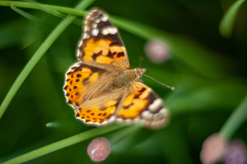 Fototapeta premium Urticaria butterfly on honey flowers of lettuce onion. Aglais urticae, Nymphalis urticae is diurnal butterfly from the family Nymphalidae, species of genus Aglais.