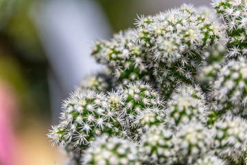 Detailed view of green cactus with white thorns