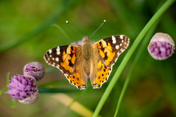Urticaria butterfly on honey flowers of lettuce onion. Aglais urticae, Nymphalis urticae is diurnal butterfly from the family Nymphalidae,  species of genus Aglais.