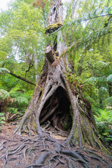 Maits Rest Rain forest walk