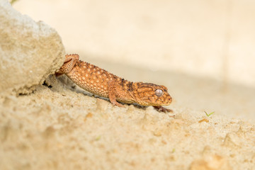 Close up of the oriental garden lizard, eastern garden lizard or changeable lizard (Calotes...