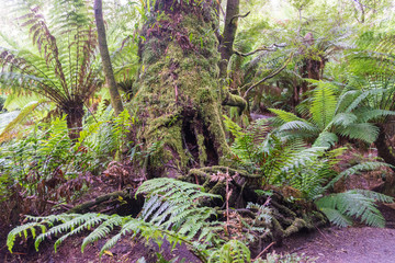 Maits Rest Rain forest walk