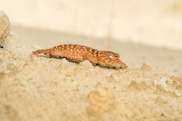 Close up of the oriental garden lizard, eastern garden lizard or changeable lizard (Calotes versicolor) on the sand.