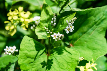 Simple meadow flower with green leaves. Green bio background with flowers and leaves.