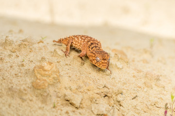 Close up of the oriental garden lizard, eastern garden lizard or changeable lizard (Calotes versicolor) on the sand.