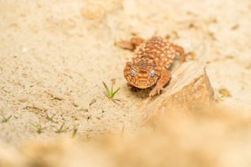 Close up of the oriental garden lizard, eastern garden lizard or changeable lizard (Calotes versicolor) on the sand.