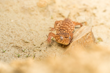 Close up of the oriental garden lizard, eastern garden lizard or changeable lizard (Calotes versicolor) on the sand.
