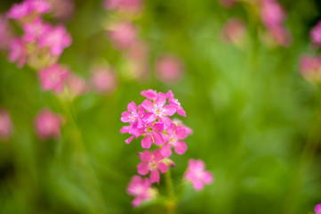 Viscaria vulgaris.plants from botanical garden for catalog. Natural lighting effects. Shallow depth of field. Selective focus, handmade of nature. Flower landscape