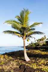 Palm trees on tropical island with white sandy beach and black rocks