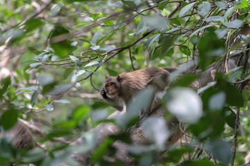 The monkey Scratch head on branch tree in nature at thailand