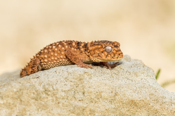 Close up of the oriental garden lizard, eastern garden lizard or changeable lizard (Calotes...