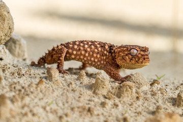 Close up of the oriental garden lizard, eastern garden lizard or changeable lizard (Calotes versicolor) on the sand.