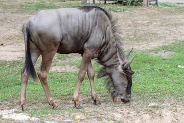 Naklejka premium blue wildebeest eatting food in garden