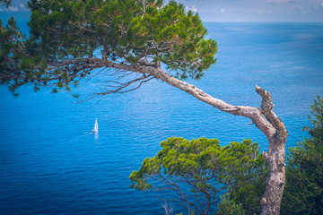 Postcard. Pine tree with ocean and yacht.