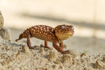 Close up of the oriental garden lizard, eastern garden lizard or changeable lizard (Calotes versicolor) on the sand.