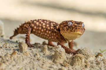 Close up of the oriental garden lizard, eastern garden lizard or changeable lizard (Calotes versicolor) on the sand.