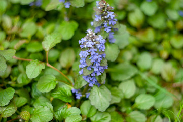 Crawling crib (lat. Ajúga réptans).plants from botanical garden for catalog. Natural lighting effects. Shallow depth of field. Selective focus, handmade of nature. Flower landscape