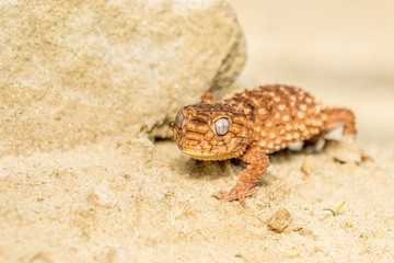 Close up of the oriental garden lizard, eastern garden lizard or changeable lizard (Calotes versicolor) on the sand.
