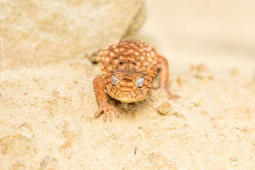 Close up of the oriental garden lizard, eastern garden lizard or changeable lizard (Calotes versicolor) on the sand.