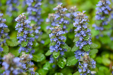 Crawling crib (lat. Ajúga réptans).plants from botanical garden for catalog. Natural lighting effects. Shallow depth of field. Selective focus, handmade of nature. Flower landscape
