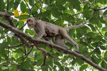 The female monkey Carry baby monkey on branch tree in nature at thailand
