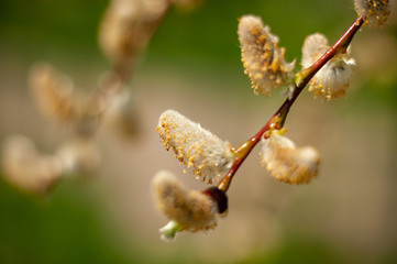 Willow.Beautiful plants from catalog of botanical garden. Natural lighting effects. Shallow depth of field. Selective focus, handmade art of nature. Flower landscape
