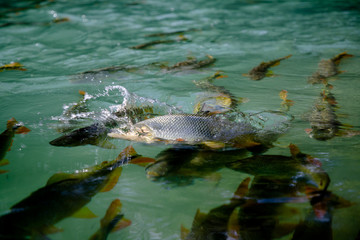 fish in water