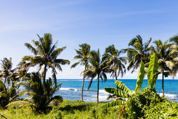 Fototapeta na wymiar Palm trees on tropical island with white sandy beach and black rocks