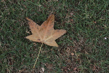 Dry leaf in the meadow