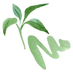 Brugmansia green leaves floral botanical flowers. Watercolor background set. Isolated brugmansia illustration element.