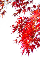 Red maple leaves on white