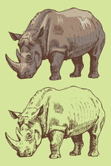 Fototapeta premium vector image of the African rhino in the style of art graphics watercolor sketch