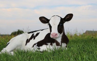 Newborn Holstein calf laying on the grass at twilight