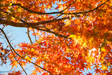 Red maple leaves on tree in autunm season in Japan