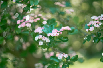blooming bird cherry tree in spring