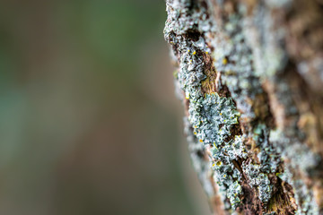 Moss on the trunk with space for text