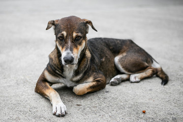 The dog on The street