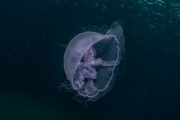 jelly fish in the Red Sea colorful and beautiful, Eilat Israel