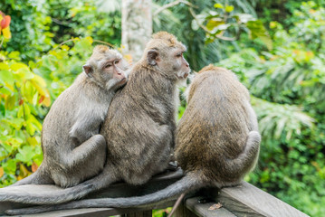 Sacred Monkey Forest Sanctuary in Ubud Bali Indonesia